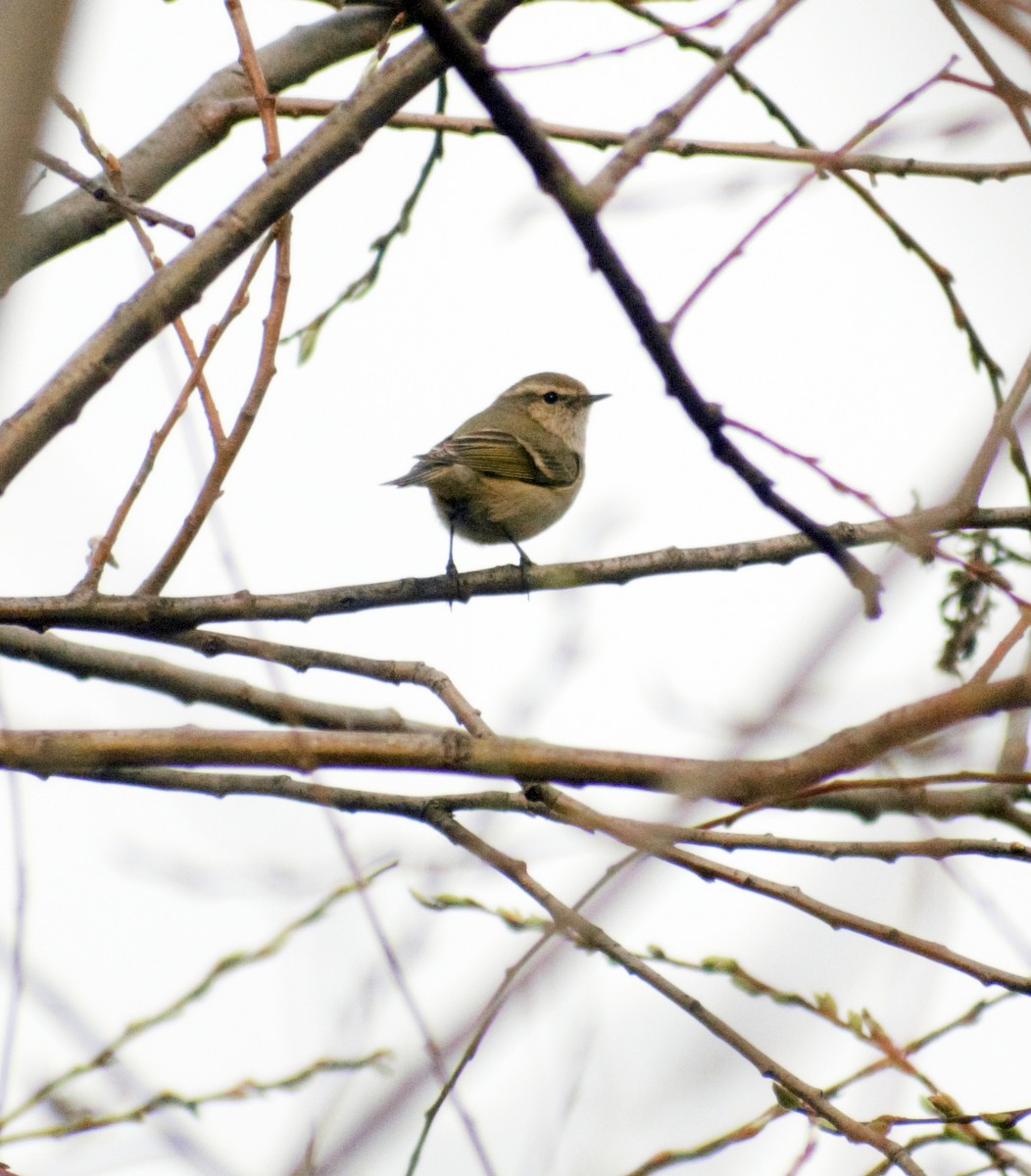 Hume's Warbler - ML424677671