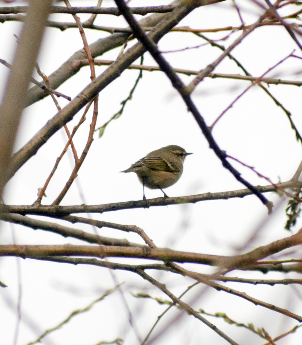 Hume's Warbler - ML424677681