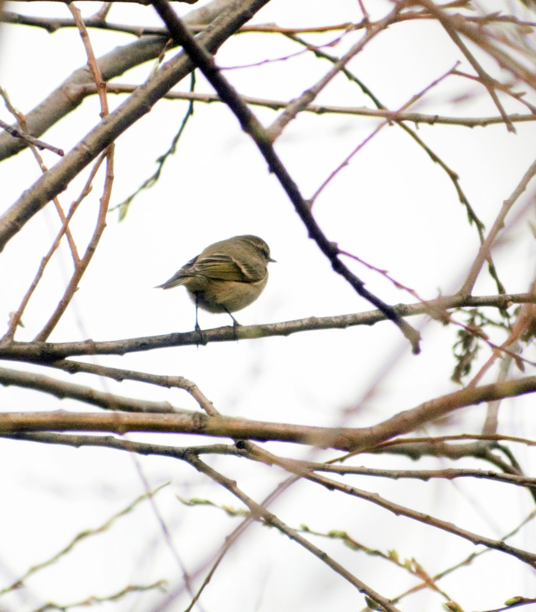 Hume's Warbler - ML424677691