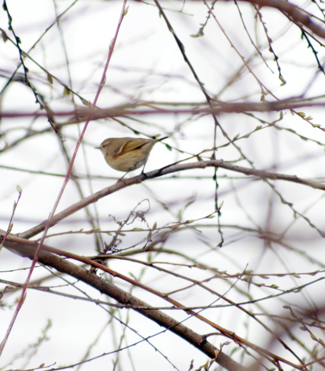 Hume's Warbler - ML424677701