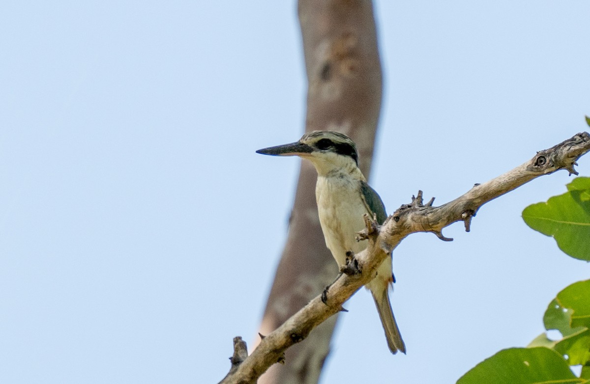 Red-backed Kingfisher - ML424680321