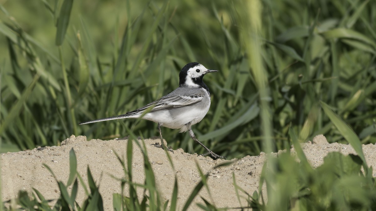 White Wagtail (White-faced) - ML424689511