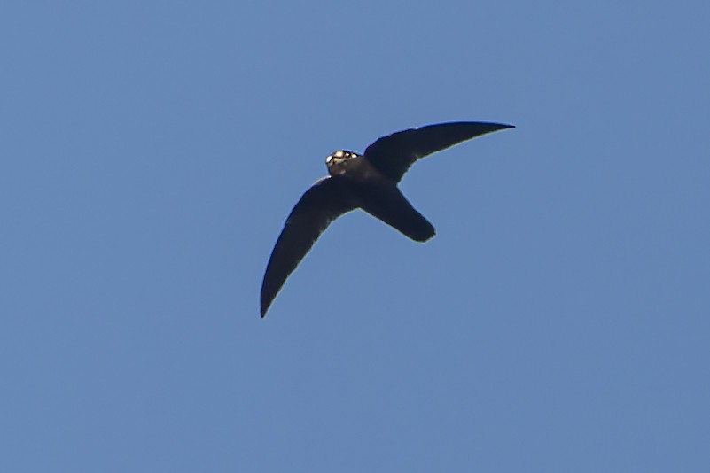 Spot-fronted Swift - ML424691701