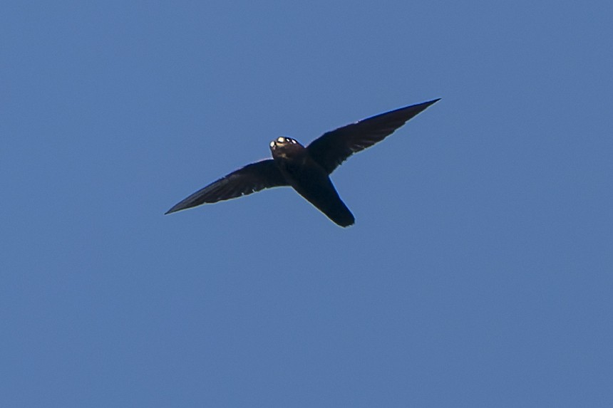 Spot-fronted Swift - ML424691711
