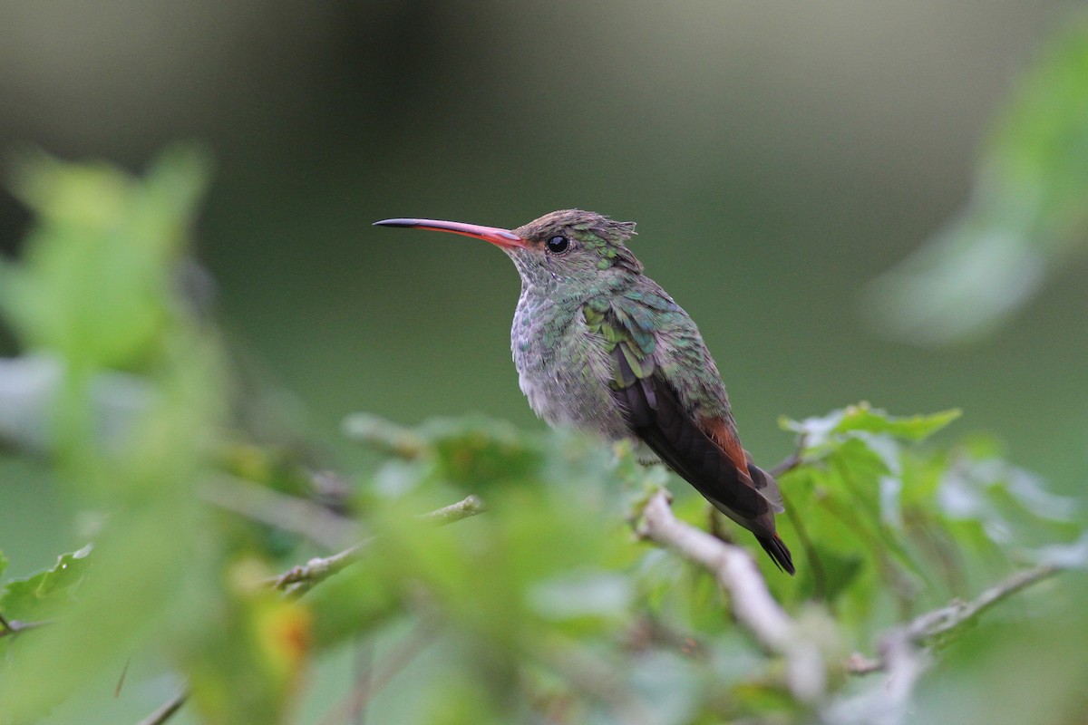 Rufous-tailed Hummingbird - ML42469661