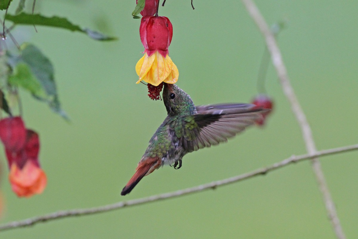 Rufous-tailed Hummingbird - Michael McCloy