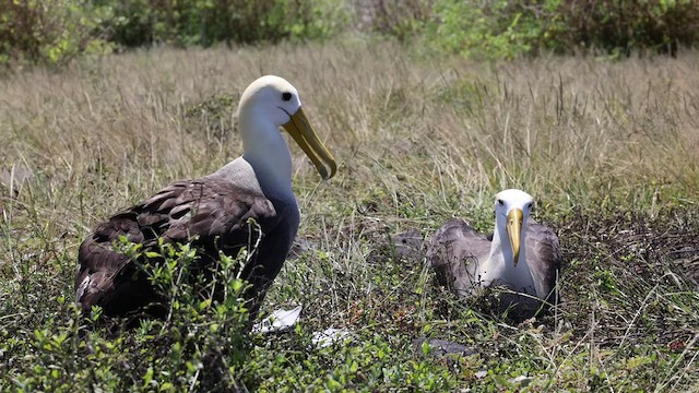 Albatros des Galapagos - ML424697611