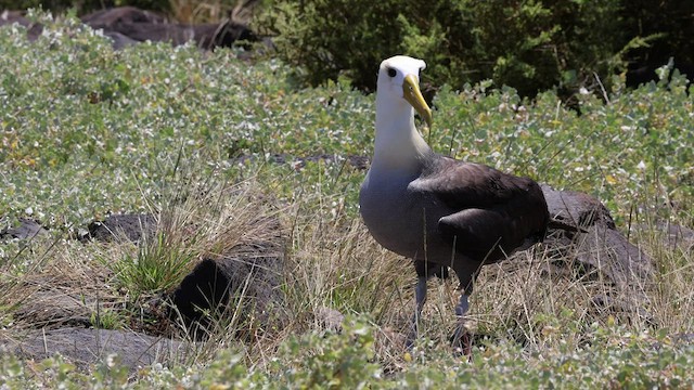 Albatros des Galapagos - ML424697631