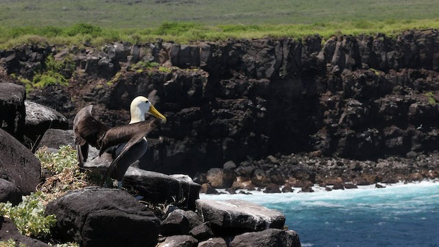 Albatros de Galápagos - ML424699341