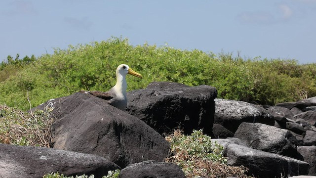 Albatros des Galapagos - ML424699351