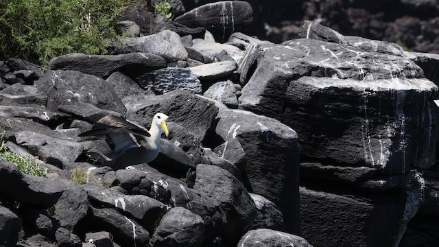Albatros des Galapagos - ML424699411