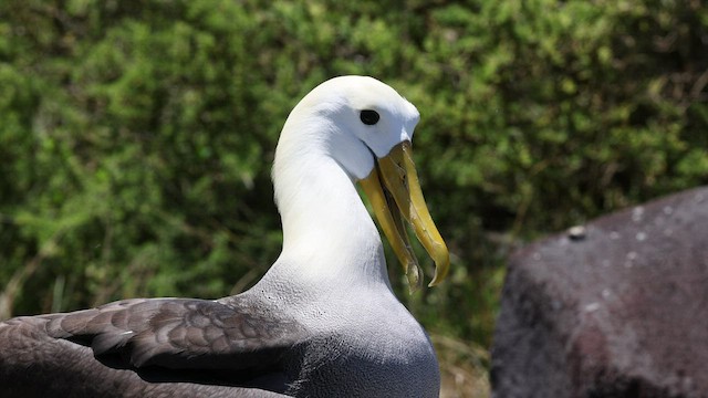 Albatros des Galapagos - ML424699431