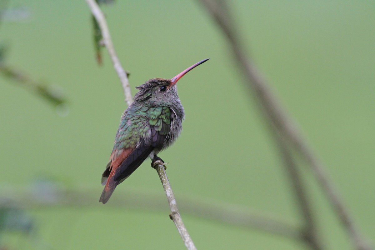 Rufous-tailed Hummingbird - ML42469981