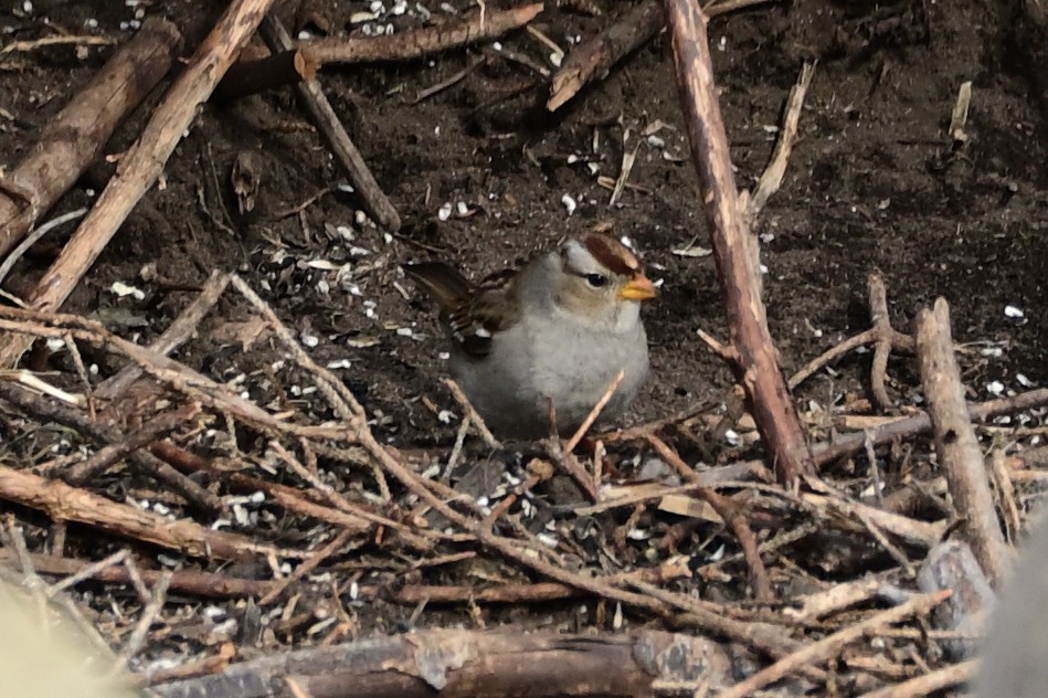 White-crowned Sparrow - ML424701591
