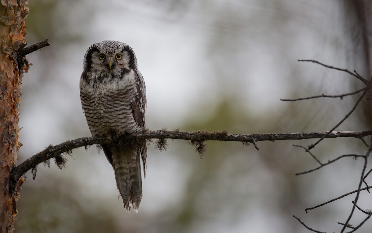 Northern Hawk Owl - ML42470491
