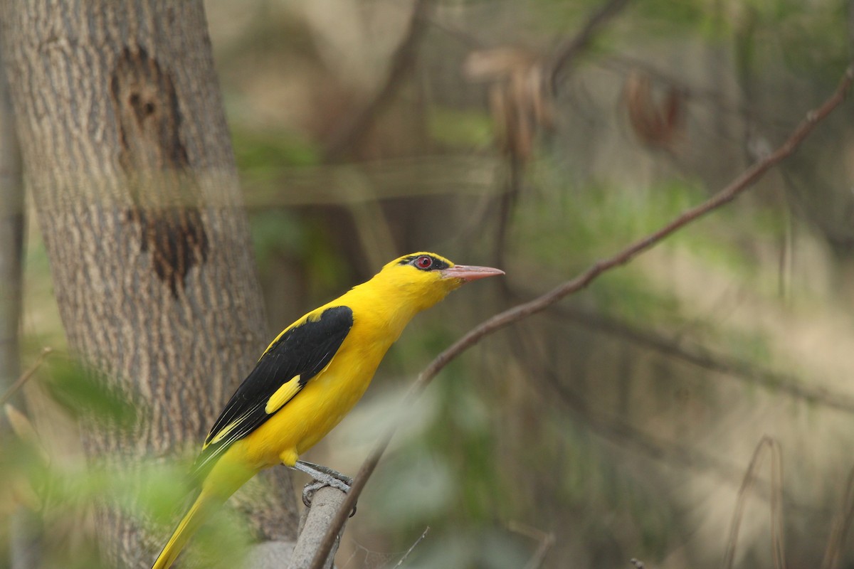 Indian Golden Oriole - ML424705651
