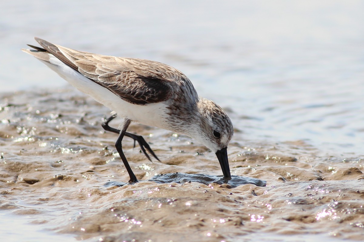 ヒレアシトウネン／ヒメハマシギ - eBird