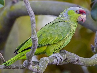  - Lilac-crowned Parrot