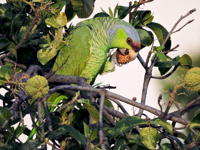  - Lilac-crowned Parrot - 