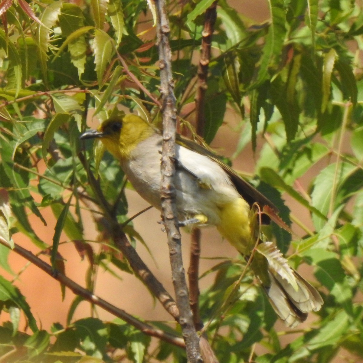 Yellow-throated Bulbul - ML424709591