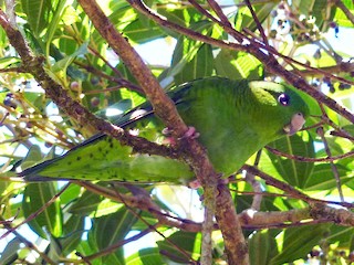  - Barred Parakeet