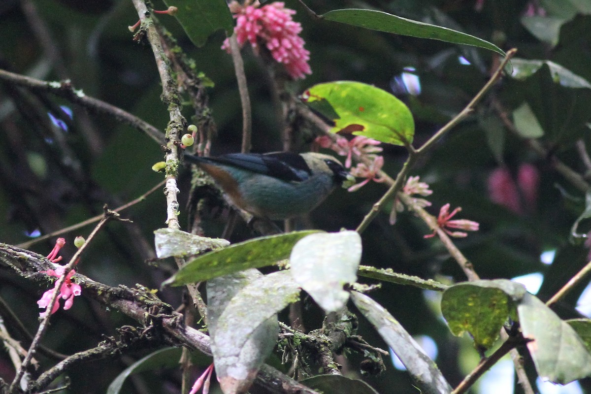 Saffron-crowned Tanager - ML42471281