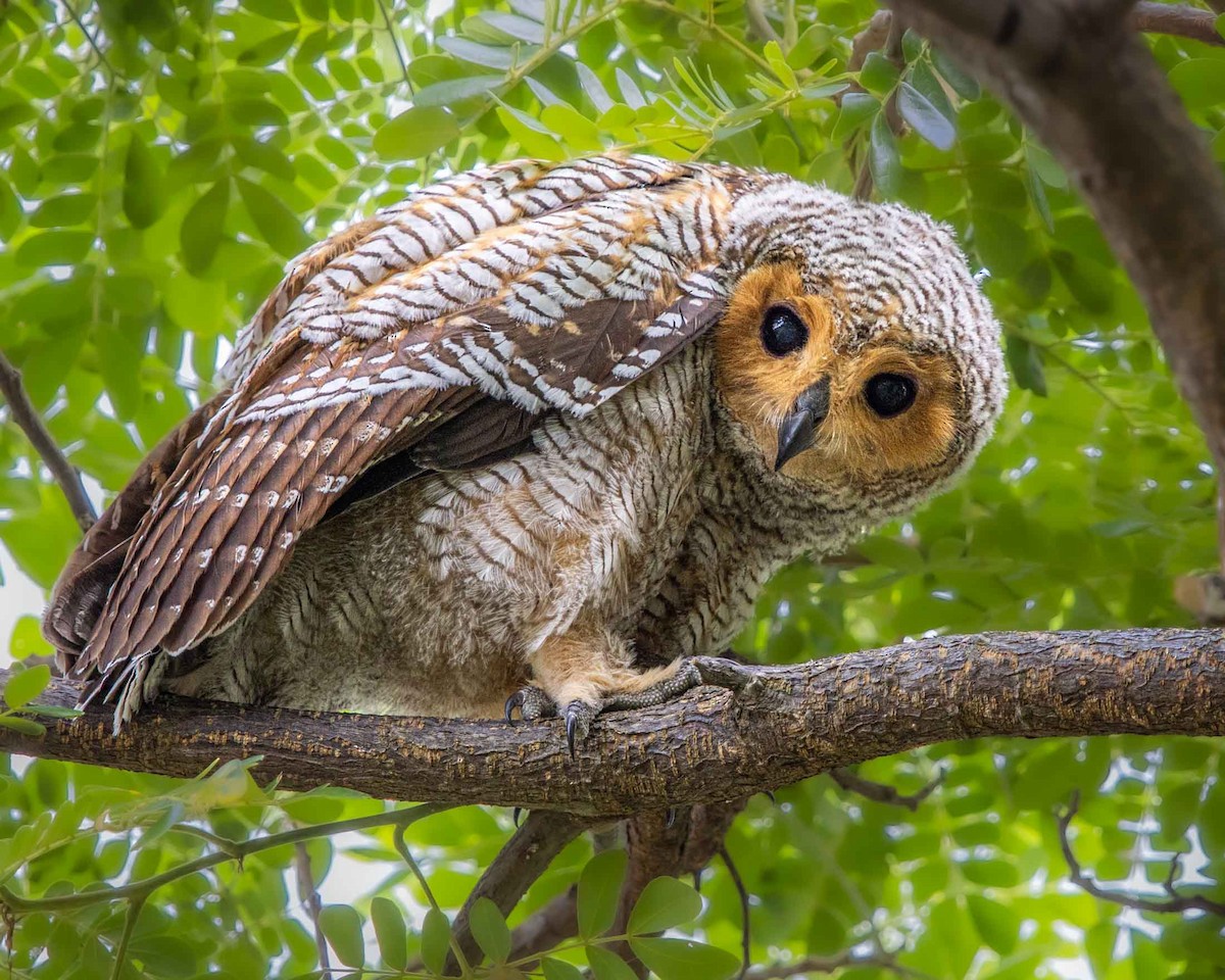 Spotted Wood-Owl - ML424724661