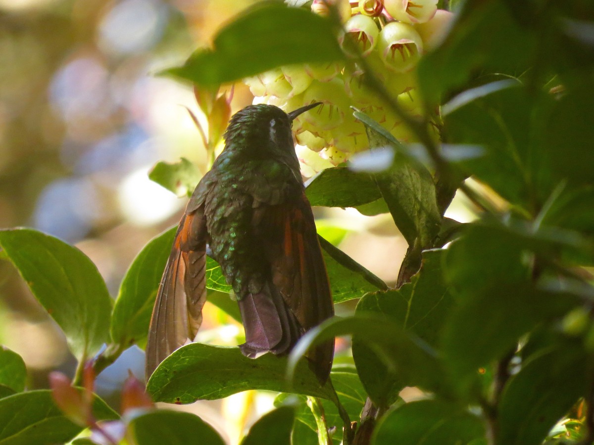 Garnet-throated Hummingbird - John van Dort