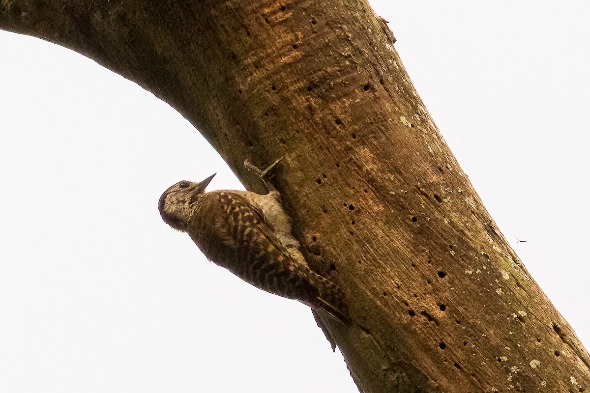 Speckle-breasted Woodpecker - ML424733751