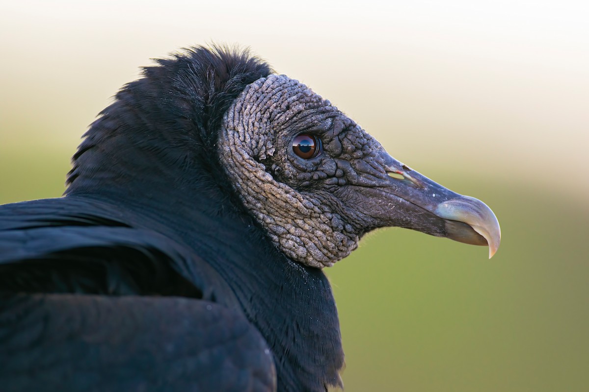 Black Vulture - Jason Fehon