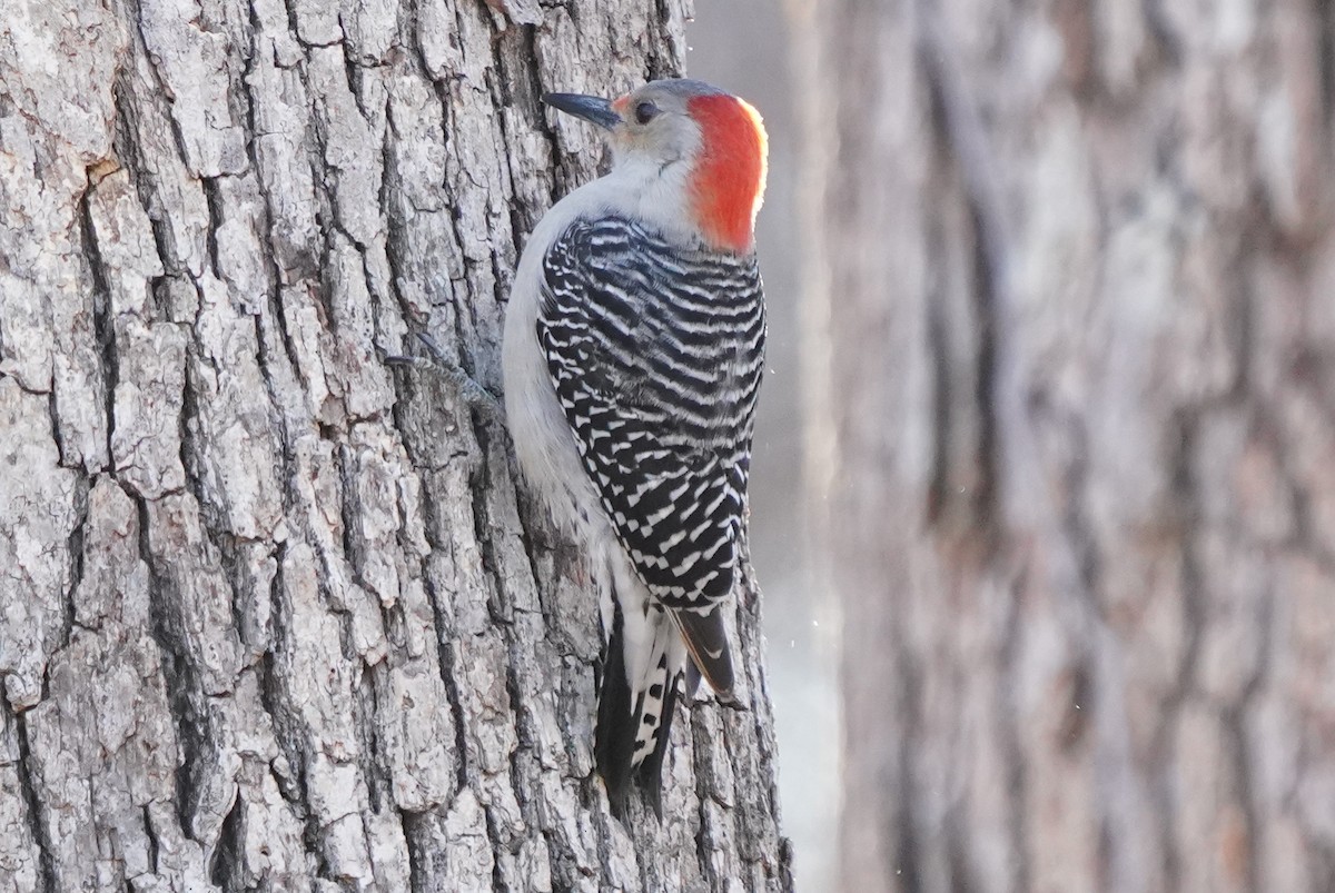 Red-bellied Woodpecker - ML424747211
