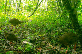 Thicket Tinamou, ML424754591