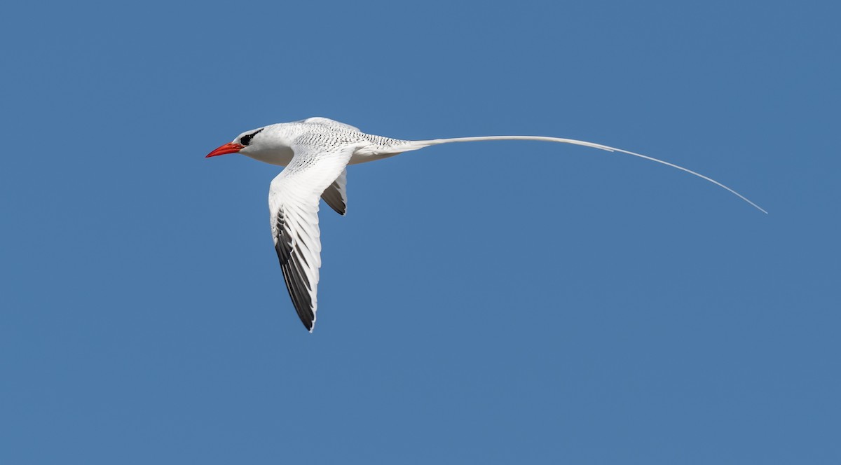 Red-billed Tropicbird - Brian Small