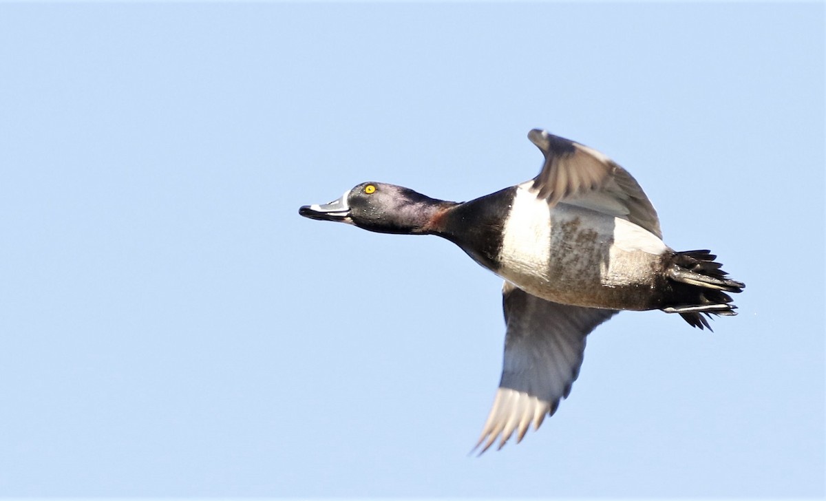 Ring-necked Duck - Henry Gorski