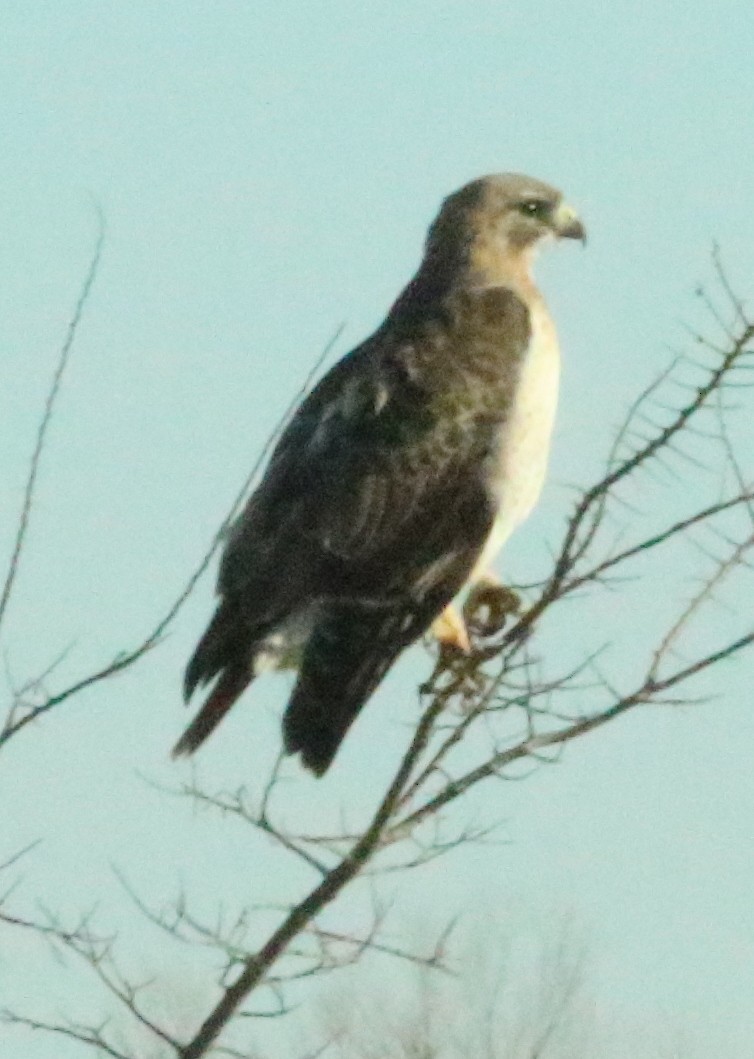 Red-tailed Hawk (fuertesi) - ML424762581