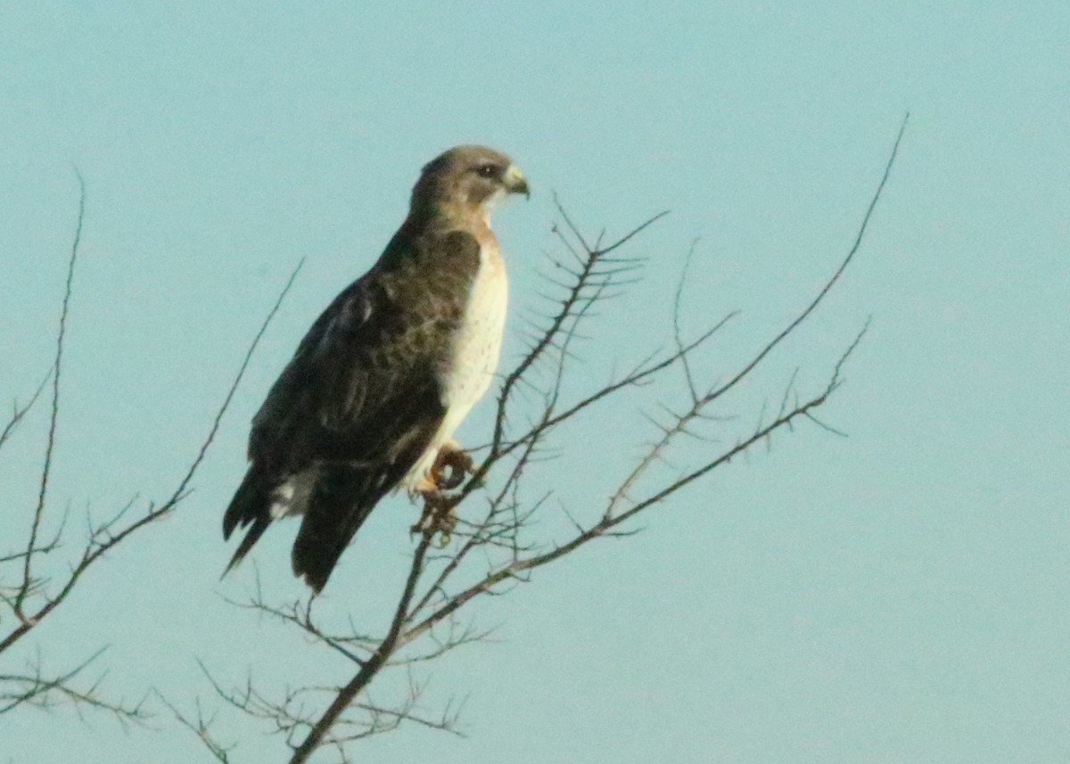 Red-tailed Hawk (fuertesi) - ML424762611