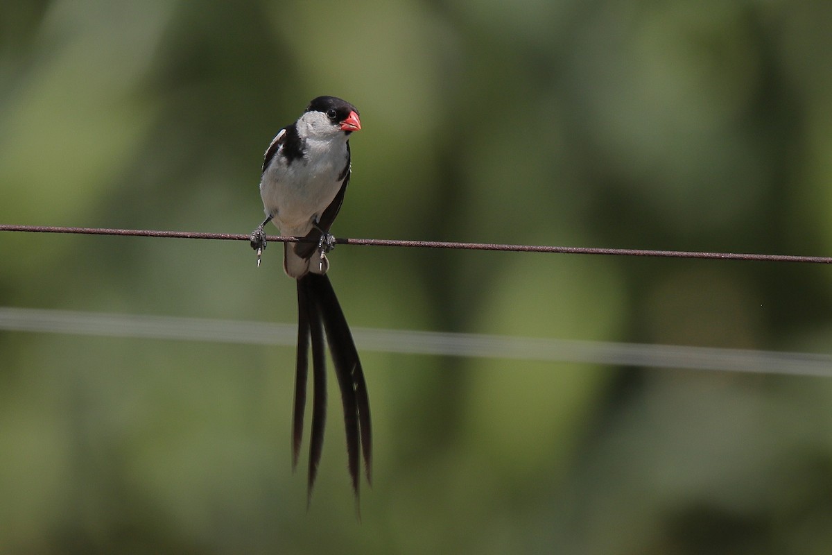 Pin-tailed Whydah - ML424768531