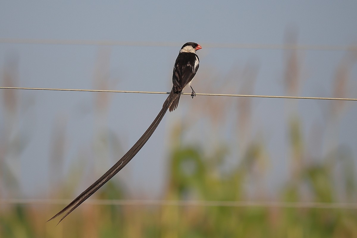 Pin-tailed Whydah - ML424768551