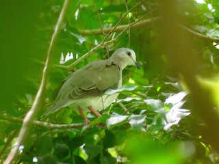 Caribbean Dove, ML42477581