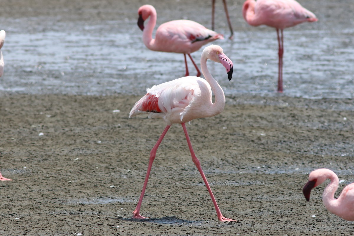Greater Flamingo - ML42477631