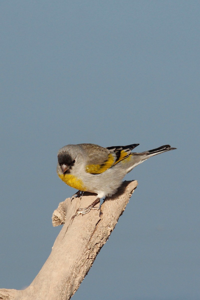 Lawrence's Goldfinch - ML424790111