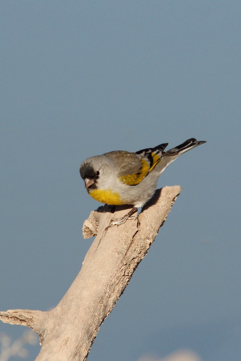 Lawrence's Goldfinch - ML424790151