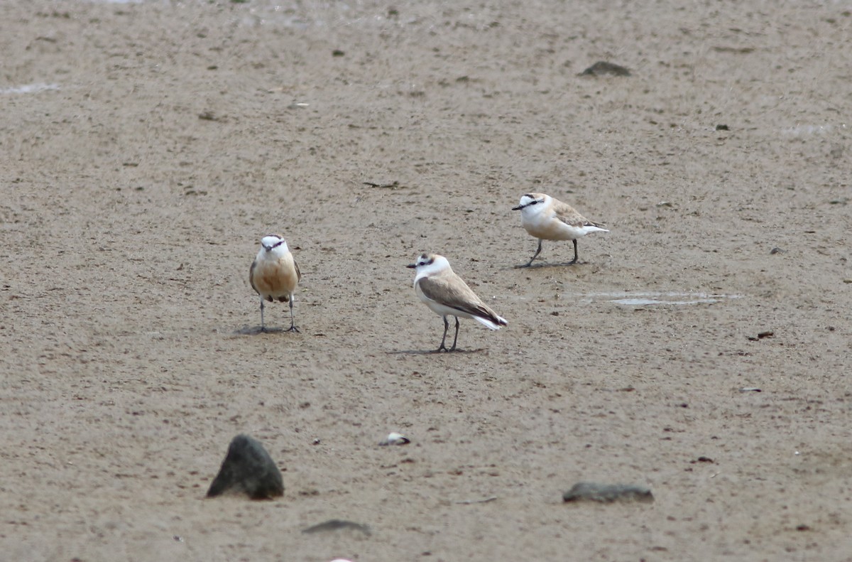 White-fronted Plover - ML42479501