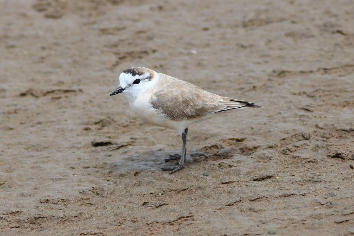 White-fronted Plover - ML42479561