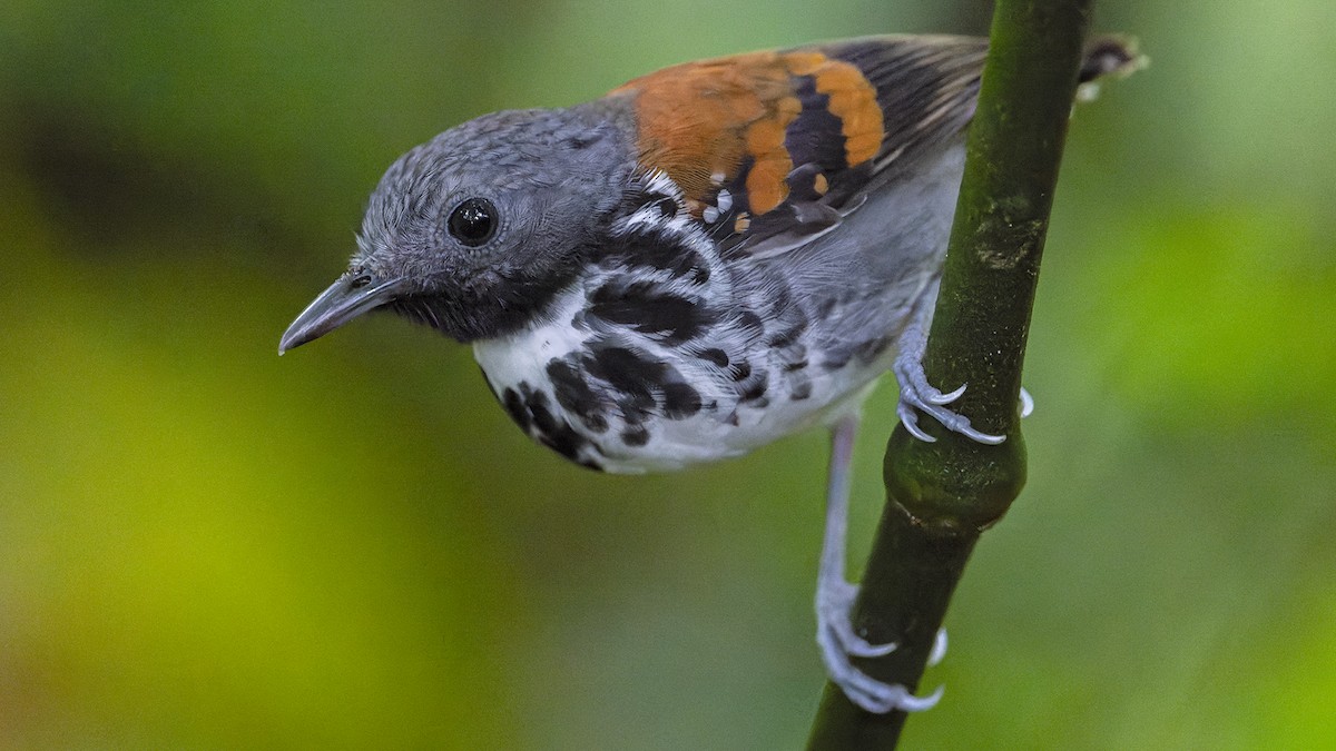 Spotted Antbird - ML424797121