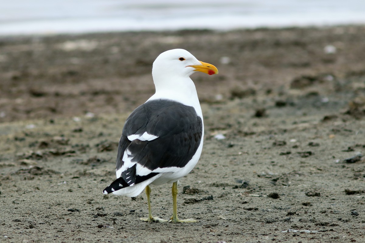 Kelp Gull (vetula) - John Drummond