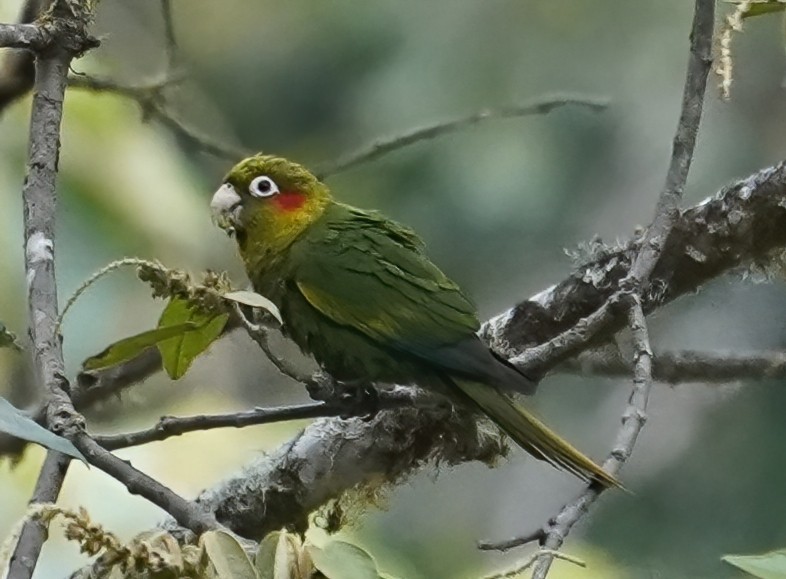 Sulphur-winged Parakeet - Georges Kleinbaum