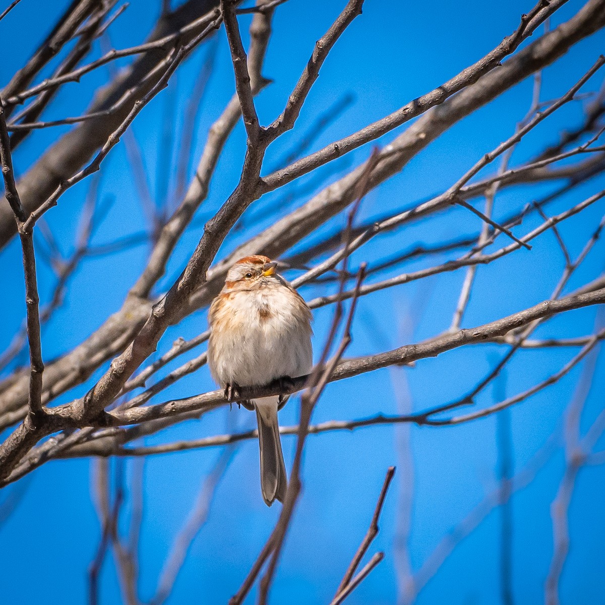 American Tree Sparrow - ML424810271