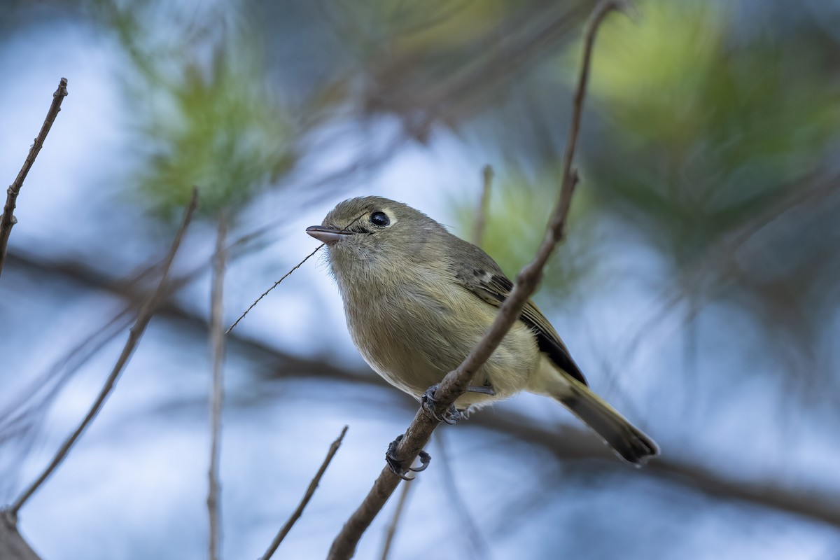 Hutton's Vireo - Andrew Newmark