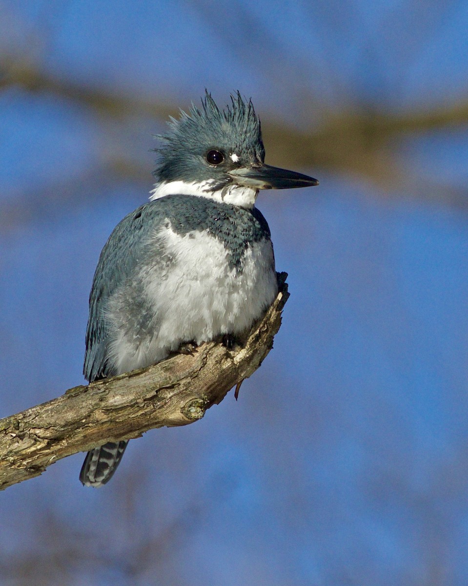 Belted Kingfisher - ML424818291